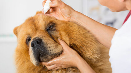 Top dog allergies and their treatments